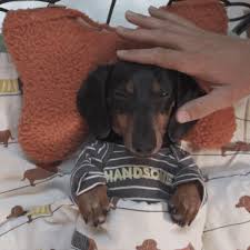 Maybe you would like to learn more about one of these? Discover Share This Animated Gif With Everyone You Know Giphy Is How You Search Share Discover And Create Gifs Weenie Dogs Dachshund Love Sausage Dog