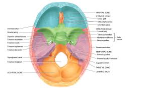 The sphenoid bone is an unpaired bone of the neurocranium. Sphenoid Bone Archives Nursing Lecture