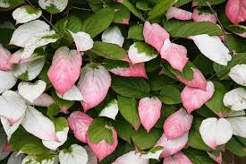 Image result for Actinidia