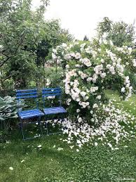 Die Empfehlenswerte Rose Schlechthin Ist Die Strauchrose Nevada In 2020 Garten Garten Ideen Gartengestaltung