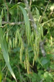 Image result for Bromus