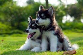 Wir erwarten alaskan malamute welpen. Alaskan Malamute Rassestandard Pflege Erziehung Und Ernahrung Im Uberblick