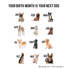 Pin By Jeannie Almonte On Animals Happy Birthday Me I Love Dogs Dog Lovers