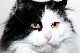 Cats that have black and white markings are often referred to as tuxedo or piebald cats. Portrait Of Black And White Cat With Long Hair Stock Photo Picture And Royalty Free Image Image 17787056