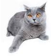 British Shorthair Cats and Kittens for sale in the UK ...
