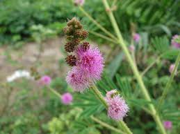 Image result for Mimosa diplotricha