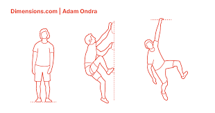 České titulky jsou dostupné v nastavení videawhat is the best body type for climbing? Adam Ondra Dimensions Drawings Dimensions Com