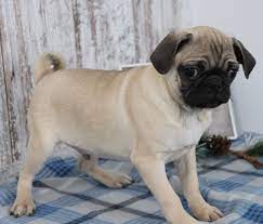 Benji, a Fawn Male Pug Puppy 658534 | PuppySpot