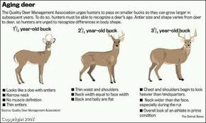 aging bucks on the hoof deer hunting tips bow hunting