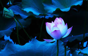 Blue Lotus Flower Wallpaper 01 Lotus Flower Pictures Images Blue Lotus Flower Lotus Flower Wallpaper Blue Lotus