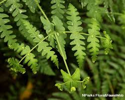 Image result for Histiopteris