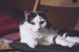 I have 7 kittens who all have diarrhea and a stool sample was tested for coccidia approximately 6 weeks ago with a positive result. Coccidia In Cats Small Door Veterinary