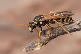 Insectes Comment Reconnaitre Et Soigner Leurs Piqures
