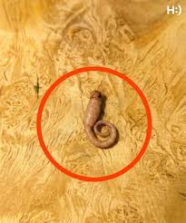 I was cooking ground beef and when I took it out of the pan, I noticed a strange object that didn't look like beef. Does anyone know what this is? Check the