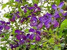 Die clematis blue angel auch gennant blekitny aniol gehört zu der sorte der viticellas. Clematis Fassaden Sortiment Ab 11 80 Euro Grosse 60 100