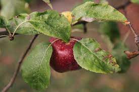 The flowering apple tree has pink leaves with three blooms in the center. 4 Common Apple Tree Diseases