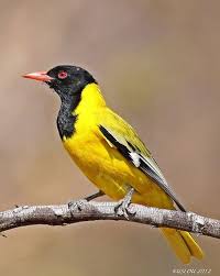 Common Garden Birds Of South Africa Pin On My Bird Sighting