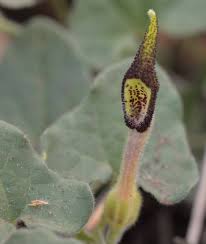 Image result for Aristolochiaceae