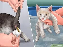 How To Monitor Newborn Kitten Growth 12 Steps With Pictures