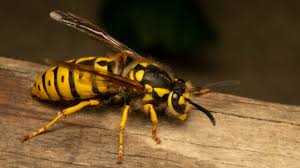 They can be aggressive and the have the ability to sting. Yellow Jackets Vs Wasps What S The Difference Griffin Pest Solutions