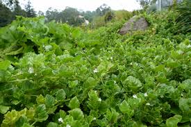 Image result for Clinopodium uhligii