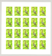 Image result for Platycoryne crocea