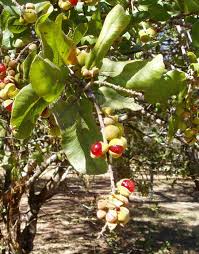 Image result for Pappea capensis