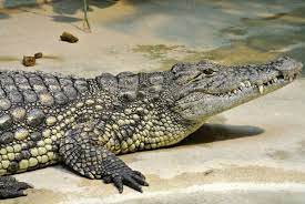 la menagerie du jardin des plantes plante jardin plante jardins