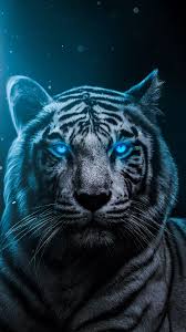 Muchatseble Tiger Wallpaper Tiger Spirit Animal Animal Wallpaper