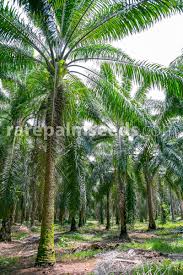 Image result for Usteria guineensis