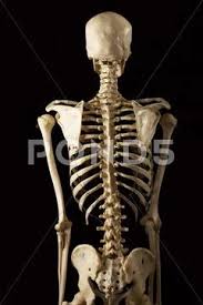 The resolution of png image is 770x406 and classified to car side view ,tree top view ,car top view. Posterior View Of Skeleton Stock Images Page Everypixel