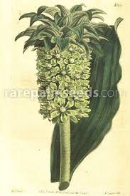 Image result for Eucomis autumnalis