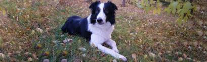 feeding border collies from puppies through adulthood