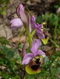 Image result for Ficalhoa