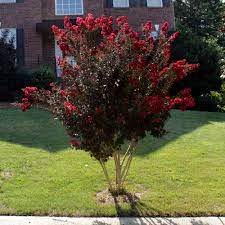 Crepe myrtles come in different sizes, habits, and colors. Black Diamond Best Red Crape Myrtles For Sale Brighterblooms Com
