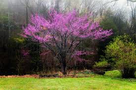 Growing flowering trees in zone 5 zone 5 ornamental trees do not require any extra care than any other trees. 5 Best Flowering Trees That Add Color To Your Yard Laptrinhx News