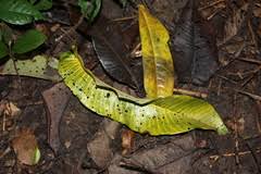 Image result for Pycnanthus angolensis