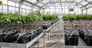 We did not find results for: New Prosser Greenhouse Allows Scientists To Better Protect Fruit Trees