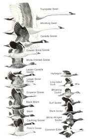 comparative size chart flyways us migratory birds