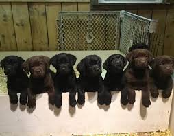 Maybe you would like to learn more about one of these? Firefighters Rescuing A Litter Of Puppies Soon Find Out Their True Identity