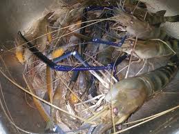 Only one of the most complete and trusted reference sources for export, import and directory business in indonesia. Udang Galah Yuyu Malek Macan Putih Facebook