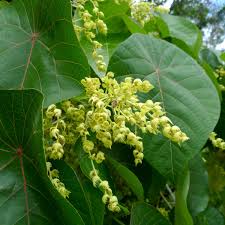 Image result for Macaranga capensis