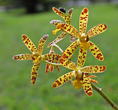 Shop with afterpay on eligible items. Rwanda