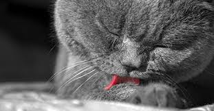Why do cats pull out their hair? Feline Fur Mowing When Cats Lick Their Nipples And Pull Out Their Hair