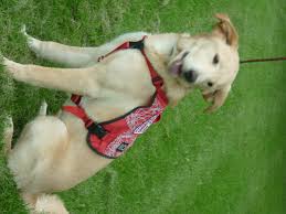 Give your dog one teaspoon hydrogen peroxide per 10 pounds (4.5 kg) of body weight. Inducing Vomiting In Pets Pet Poison Helpline