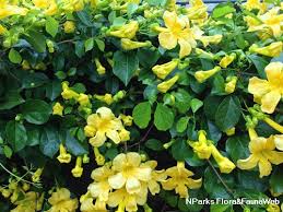 Image result for Dolichandra unguis-cati