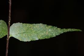 Image result for Pentadesma reyndersii