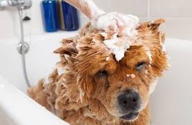 Poison Ivy On Dogs How To Identify The Symptoms And What To Do Dog Bath Chow Chow Puppy Dog Cleaning
