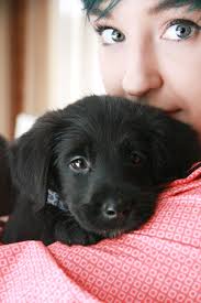 These puppies were all rescued in 2019 by some of our finest serving on foreign soil. Black Dog Puppy Rescue Cute Lab Black Lab Adopt Black Dog Puppies Labrador Retriever