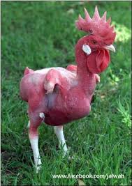 We did not find results for: Featherless Naked Chicken Breed Facts